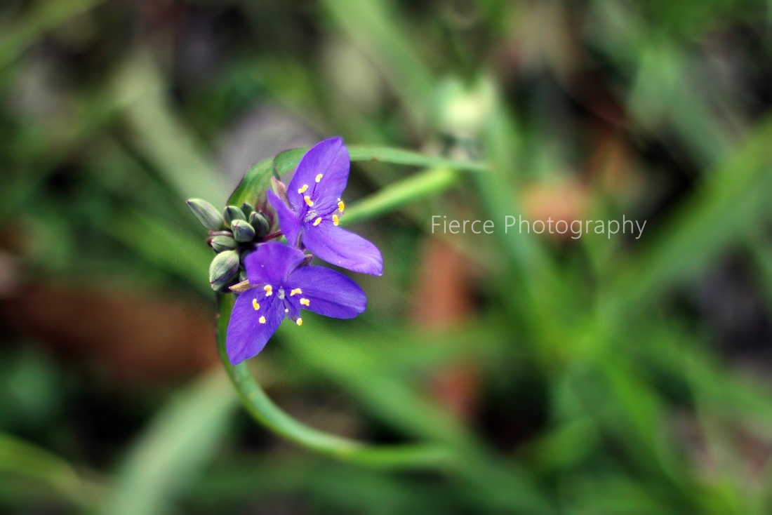 purple-flower-perfect