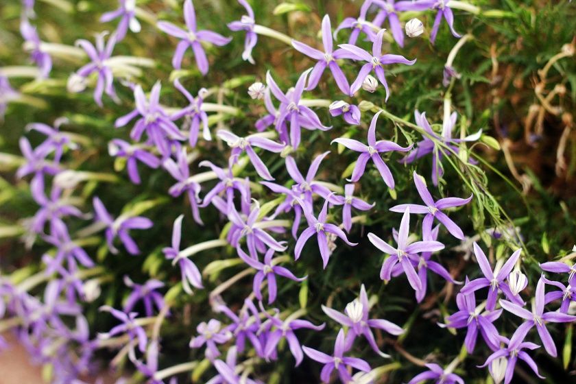 purple plants 58 angle